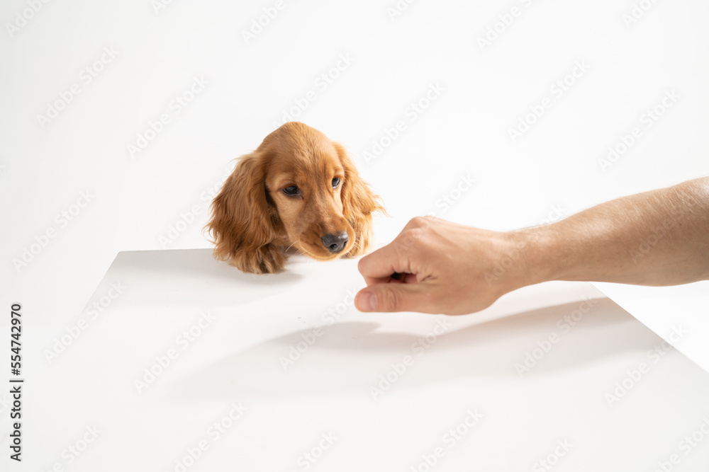 young spaniel on a white background. isolated.