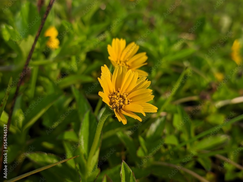 Wedelia flower (Sphagneticola trilobata) in the morning