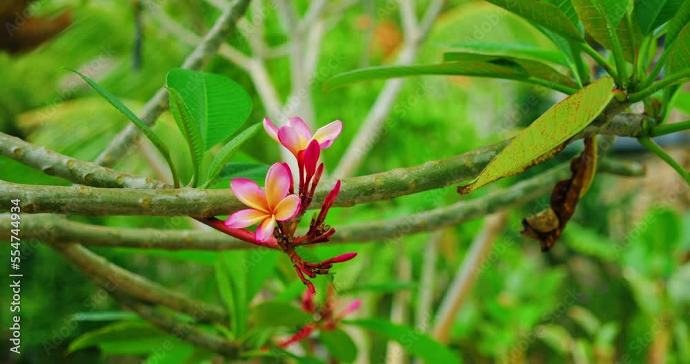 Tree branch with pink plumeria flowers in spring bloom. Garden design park nature background. Frangipani bloossom close-up. Tree branch with pink plumeria flowers in spring bloom. Garden design park nature background. Frangipani bloossom close-up.