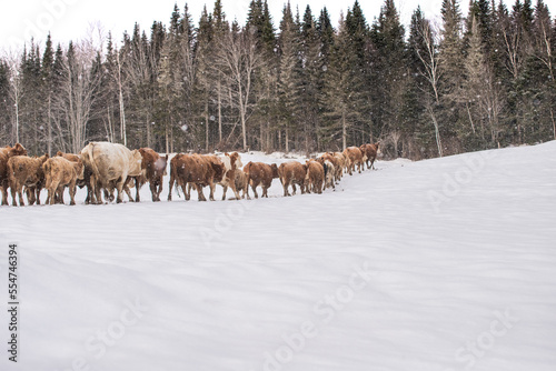 Group of simmental cows walking toward forest in winter pasture