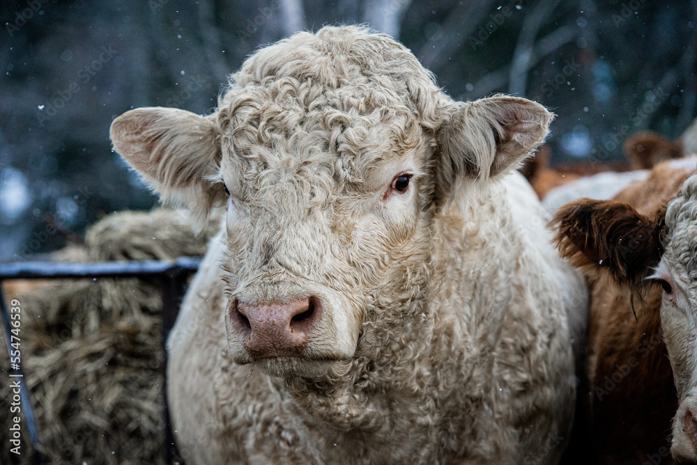 Large Charolais bull close up in winter pasture Large Charolais bull close up in winter pasture