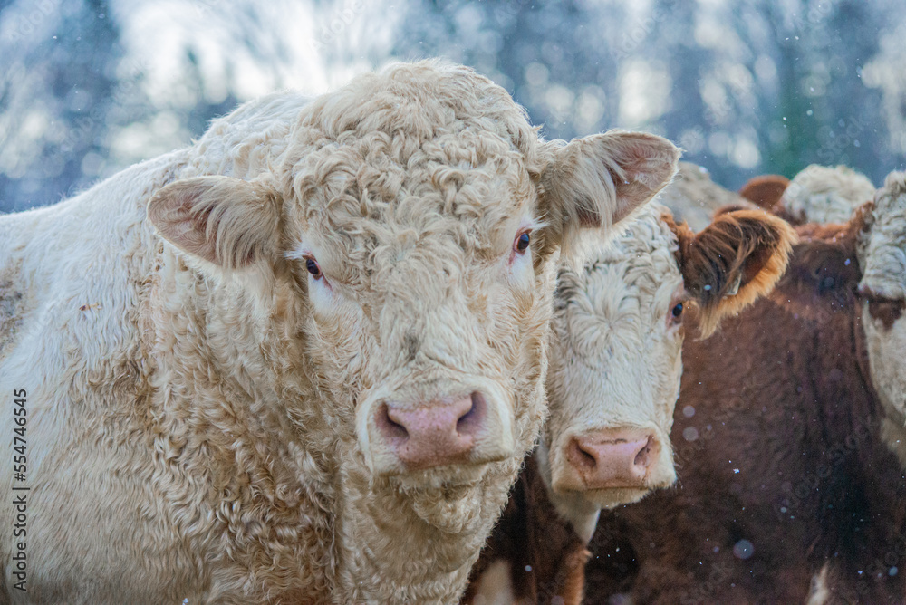Large Charolais bull close up in winter pasture