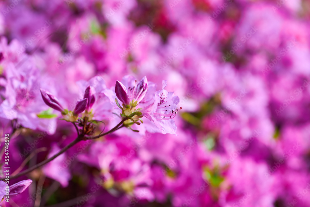 large bush blooming Rhododendron in the botanical garden. Many pink flowers Rhododendron, beautiful background. large bush blooming Rhododendron in the botanical garden. Many pink flowers Rhododendron, beautiful background.