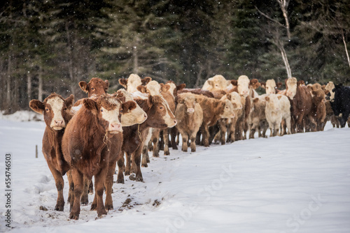 Group of simmental cows walking toward forest in winter pasture
