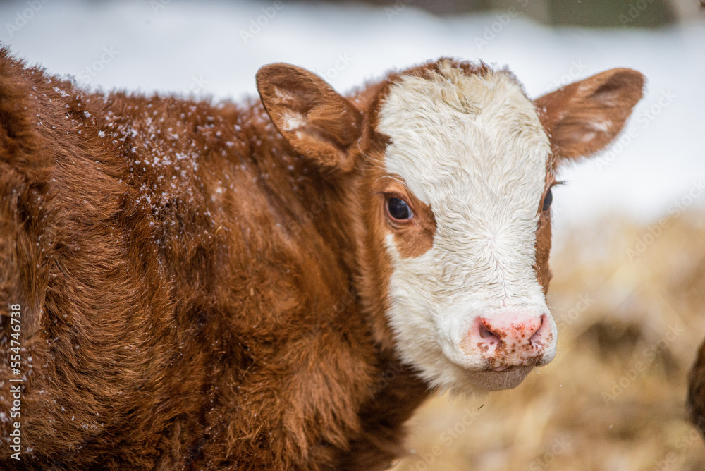 Fototapeta premium Simmental calf outside in winter pasture