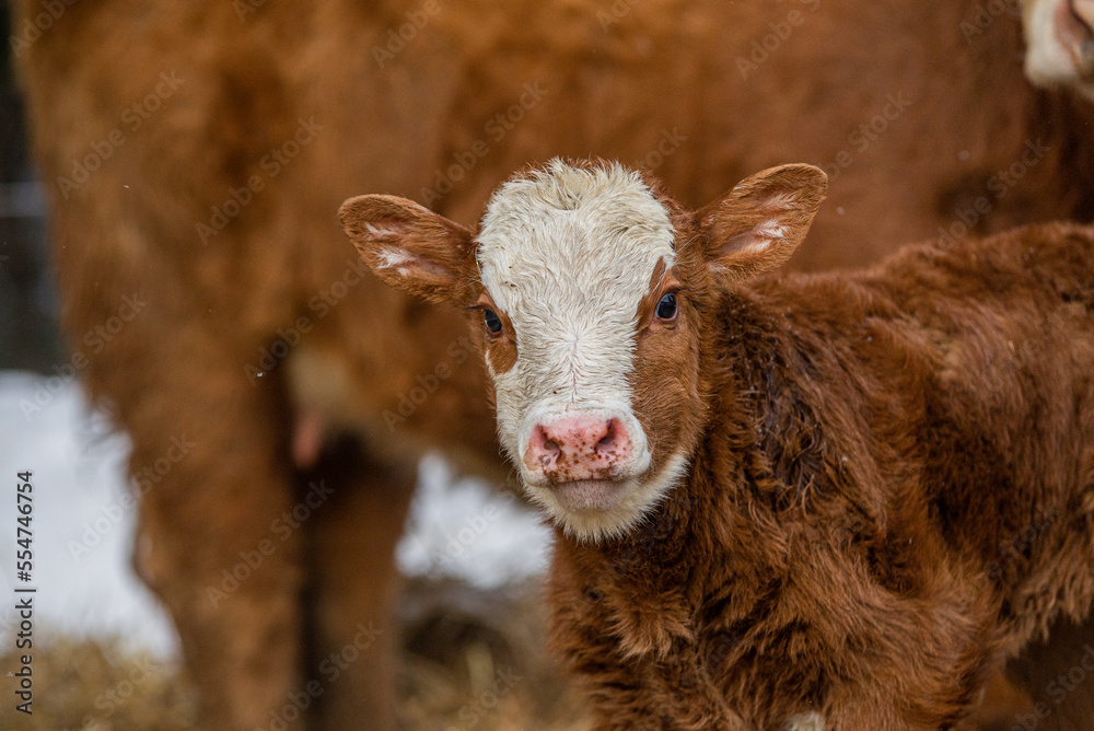 Simmental calf outside in winter pasture Simmental calf outside in winter pasture