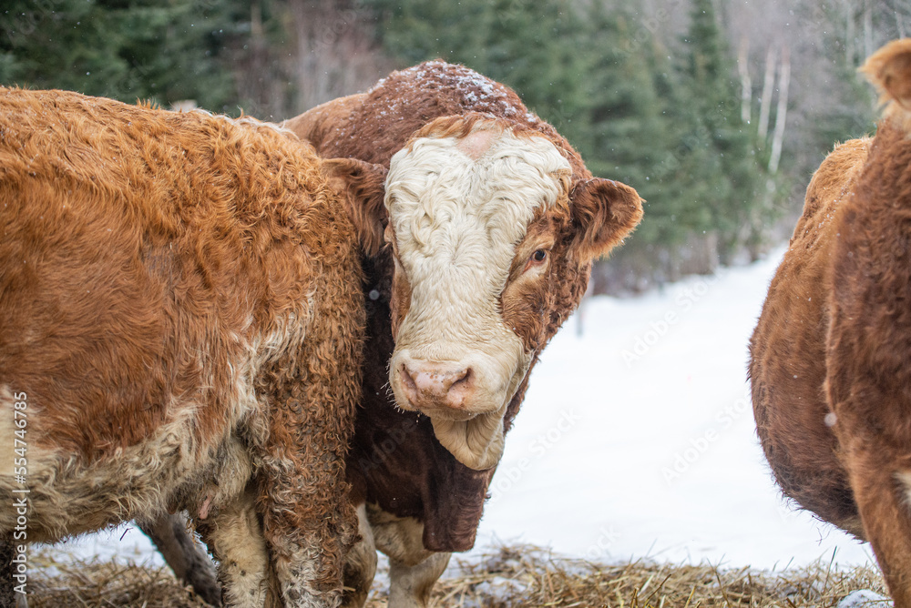 Fototapeta premium Simmental bull close up in winter pasture
