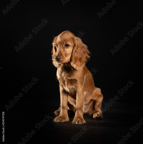 young spaniel on a black background. isolated.