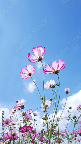 Clear skies, clouds, and cosmos flowers, Cosmos flower background and blue sky, Cosmos flowers dancing in the wind. Near Nakdong River in Gumi, Korea