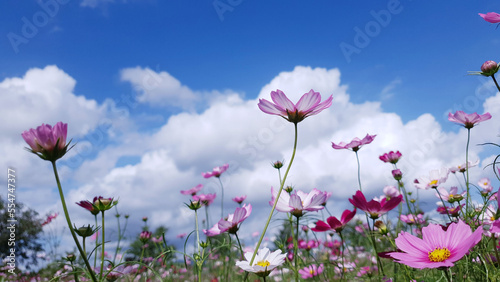 Clear skies  clouds  and cosmos flowers  Cosmos flower background and blue sky  Cosmos flowers dancing in the wind. Near Nakdong River in Gumi  Korea