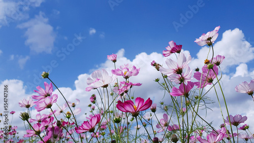 Clear skies, clouds, and cosmos flowers, Cosmos flower background and blue sky, Cosmos flowers dancing in the wind. Near Nakdong River in Gumi, Korea