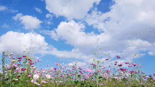 Clear skies, clouds, and cosmos flowers, Cosmos flower background and blue sky, Cosmos flowers dancing in the wind. Near Nakdong River in Gumi, Korea