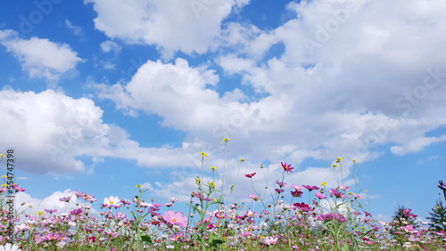 Clear skies, clouds, and cosmos flowers, Cosmos flower background and blue sky, Cosmos flowers dancing in the wind. Near Nakdong River in Gumi, Korea