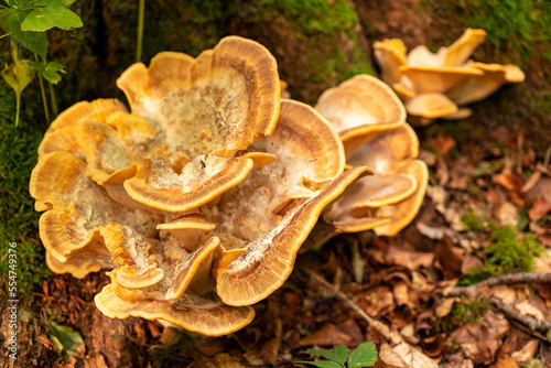 Beautiful yellow bracket fungus, probably a Laetiporus sulphureus (also known as sulphur polypore or chicken-of-the-woods)