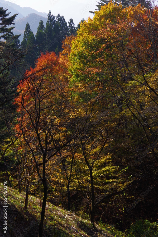 Autumn landscape photography on a sunny day