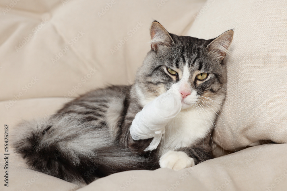 Cute cat with paw wrapped in medical bandage on sofa indoors