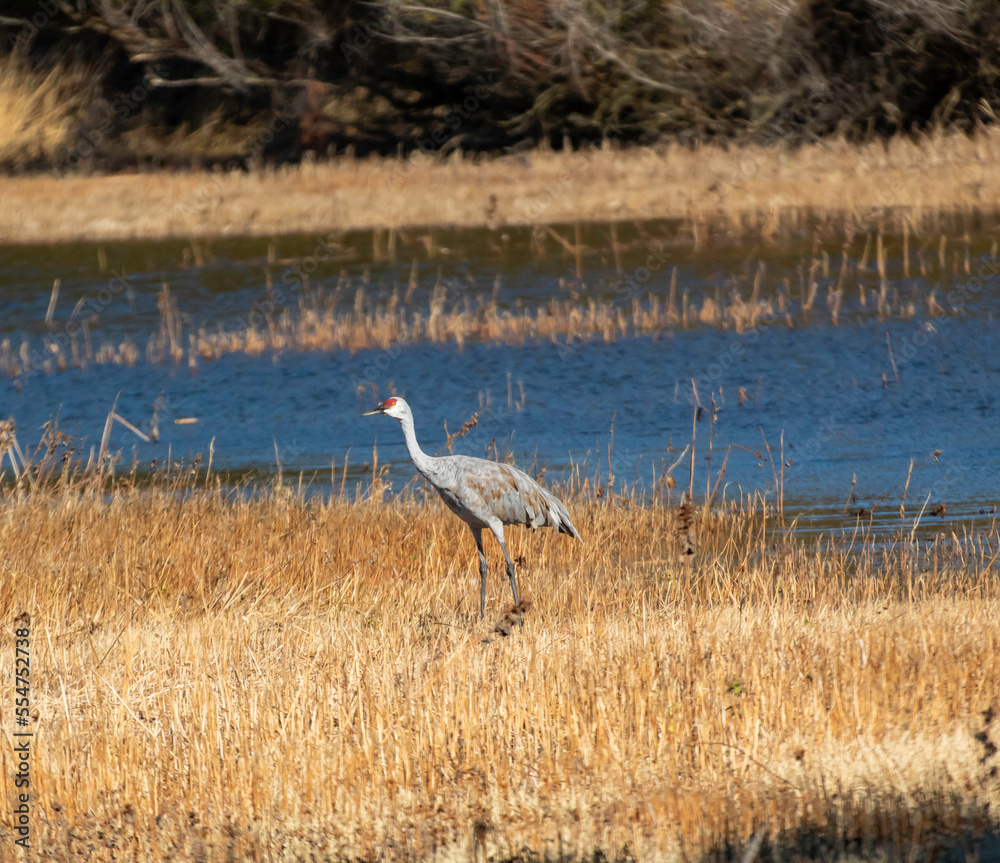 Fototapeta premium A sand hill crane out in Los Banos Animal preserve