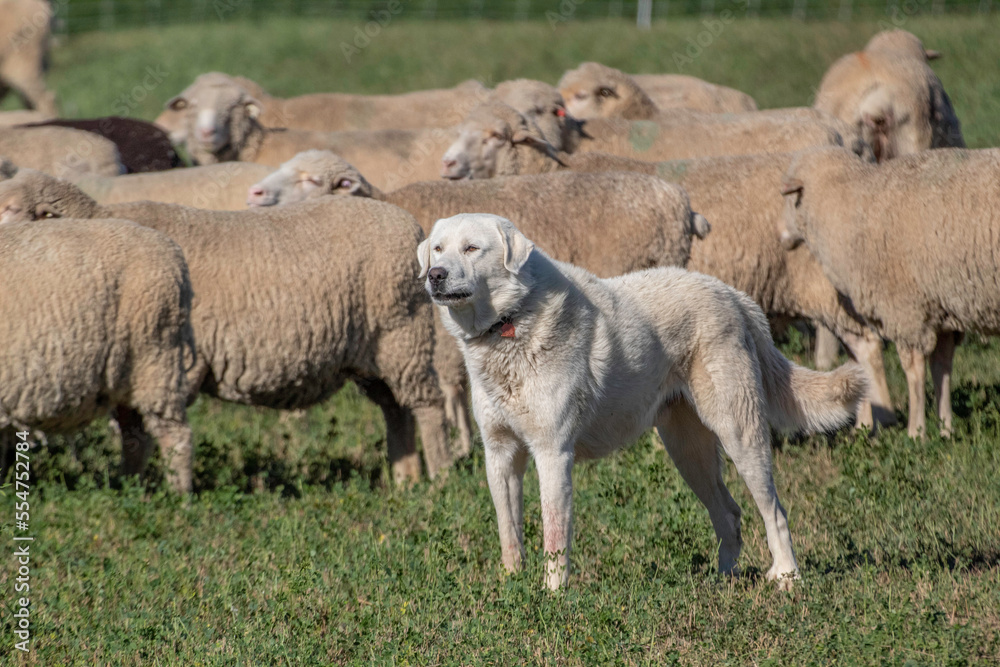 Obraz premium A Great Pyrenees looking after its sheep
