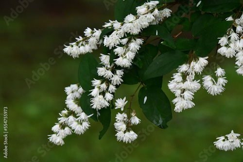 サラサウツギの白い花