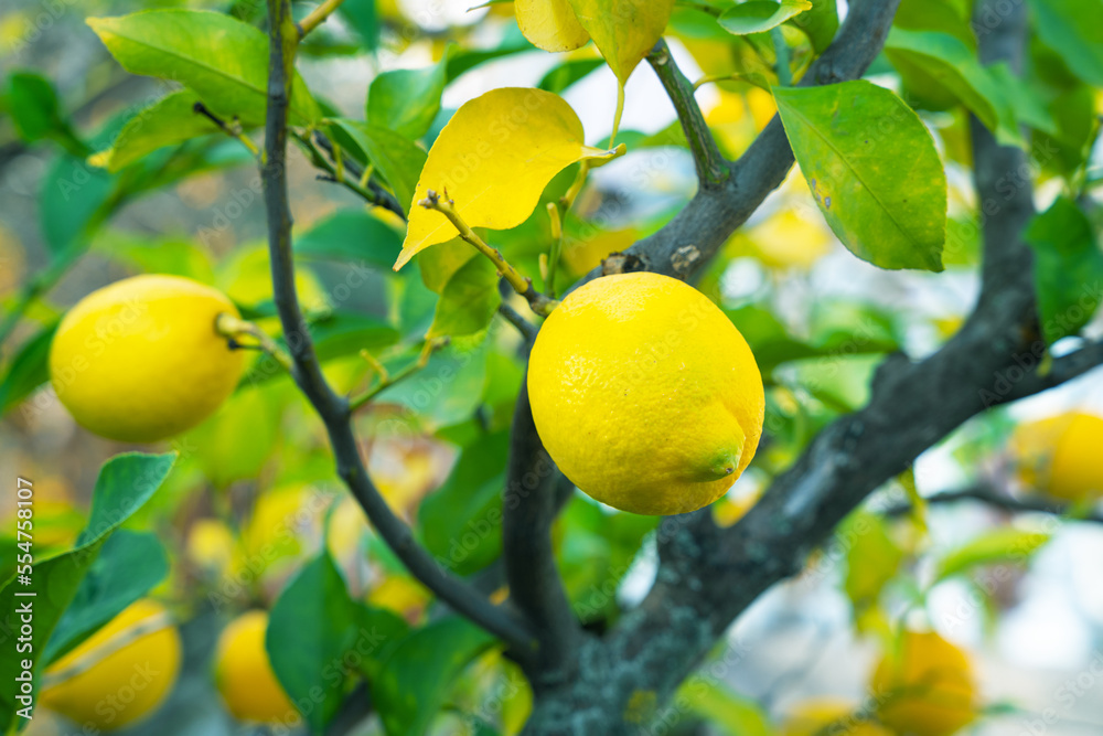 Citrus evergreen lemon tree with ripe yellow fruits. Sour fruit hanging on branch rich in vitamin C for colds beriberi for immunity. Many ripe juicy yellow lemons hang on tree in park autumn harvest Citrus evergreen lemon tree with ripe yellow fruits. Sour fruit hanging on branch rich in vitamin C for colds beriberi for immunity. Many ripe juicy yellow lemons hang on tree in park autumn harvest