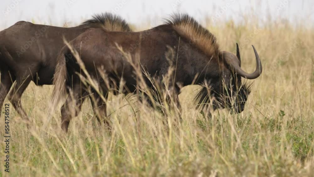 Cinematic shot of a black wildebeests walking hand in hand while grazing in the grassland of South Africa, Long shot Cinematic shot of a black wildebeests walking hand in hand while grazing in the grassland of South Africa, Long shot