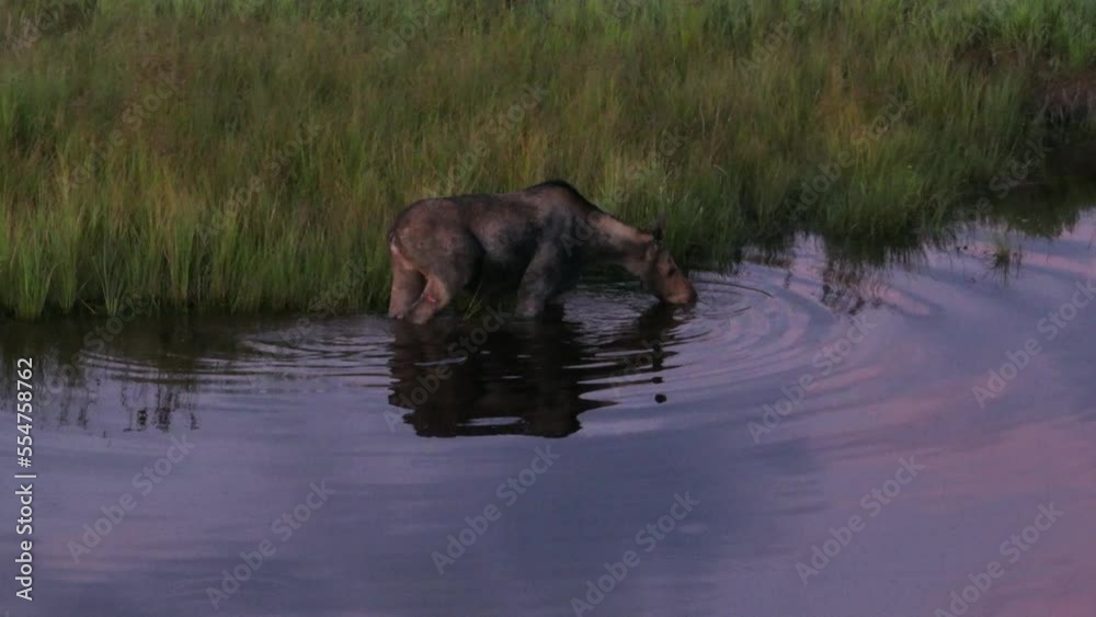 Moose drinking from river while feeding on aquatic plants Moose drinking from river while feeding on aquatic plants