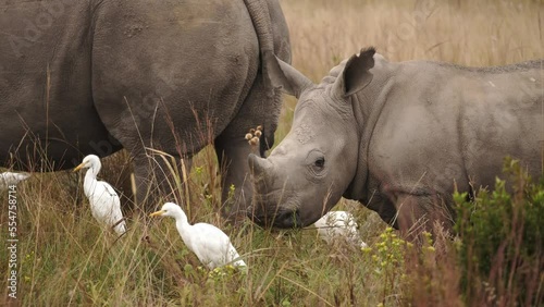 Cinematic shot of a baby rhino with little horn eating grass with her mother in the company of white ergets walking alongside, close-up