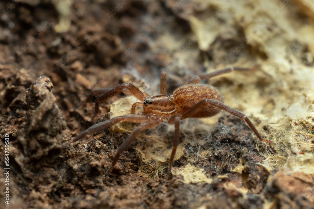 Prowling spider, Zora in natural environment Prowling spider, Zora in natural environment