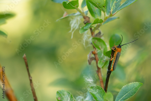 Eyed longhorn beetle, Oberea oculata on salix twig with blurred background