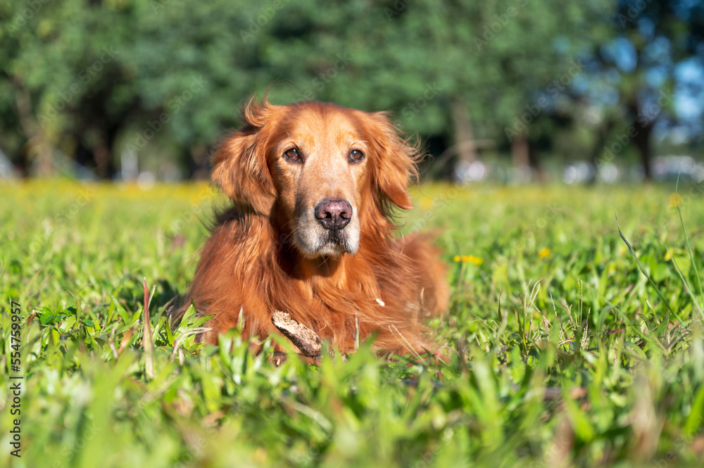 Obraz premium Golden Retriever lying on the grass