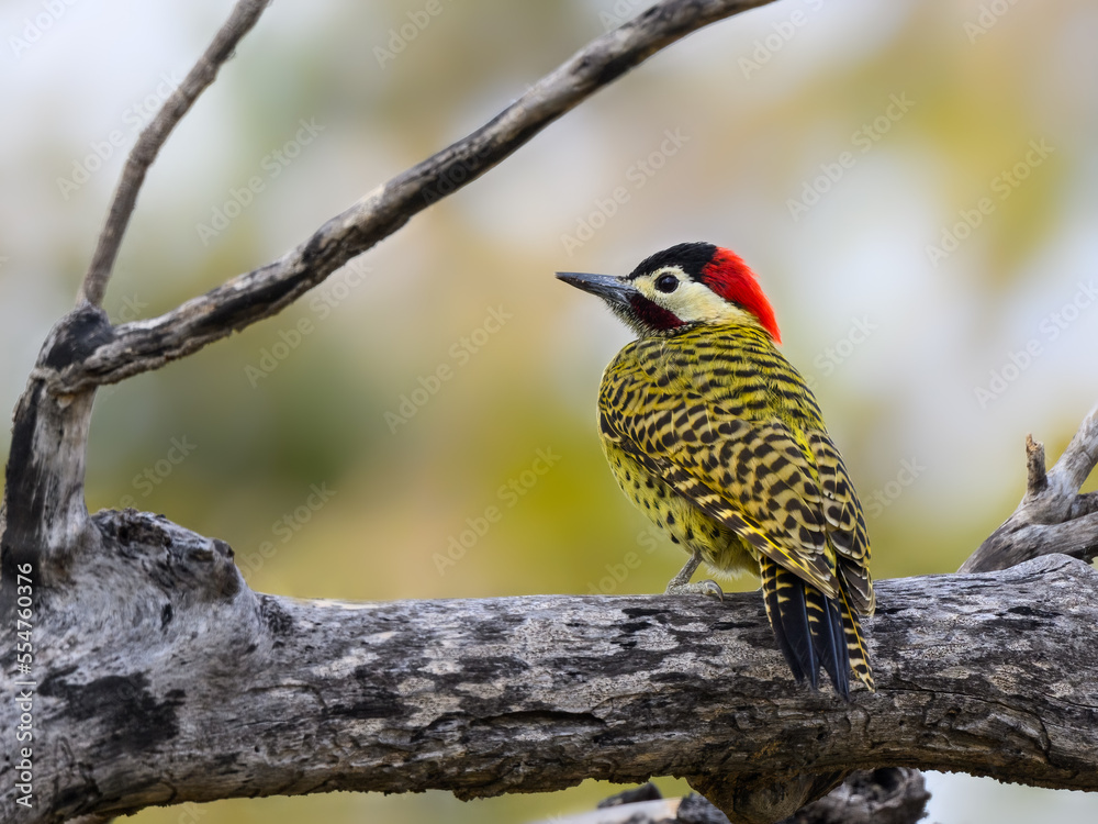 Green-barred Woodpecker on dead tree branch, portrait Green-barred Woodpecker on dead tree branch, portrait