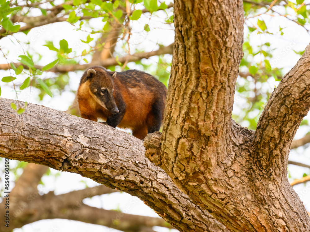 South American Coati sitting between tree trunks, portrait South American Coati sitting between tree trunks, portrait