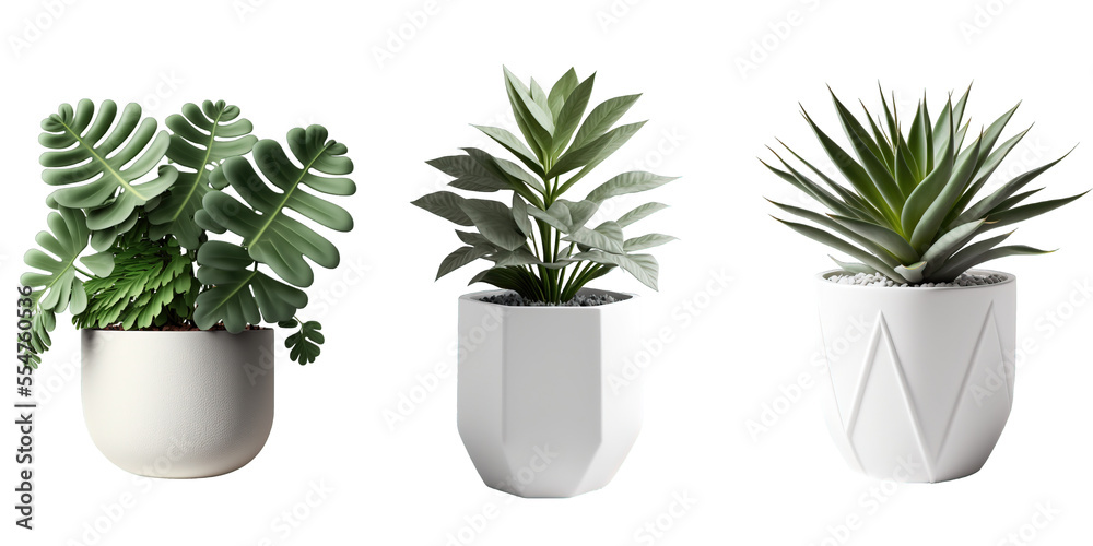 Plants in a Modern White Pot Isolated on White Background