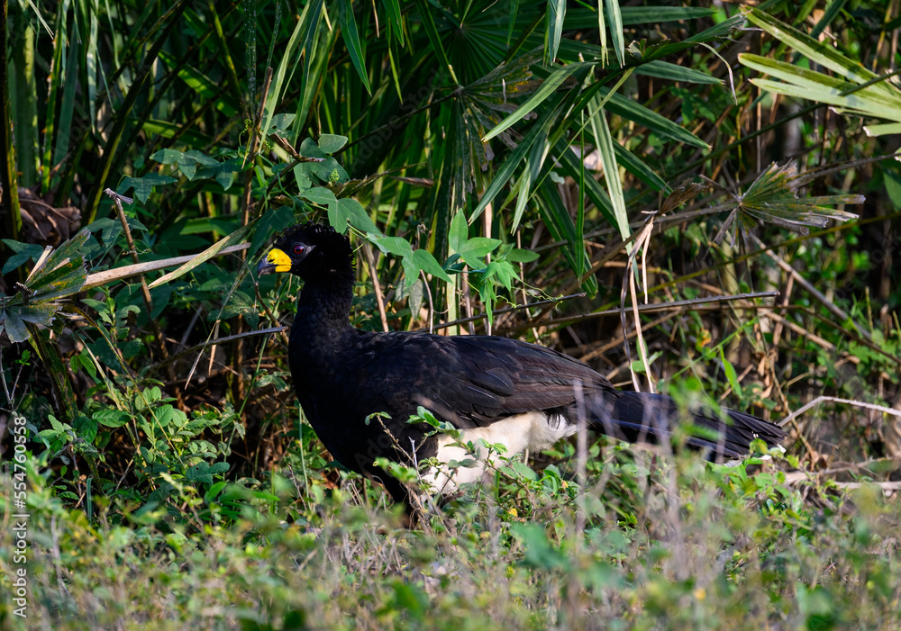 Male Bare-faced Curassow closeup portrait in Pantanal, Brazil Male Bare-faced Curassow closeup portrait in Pantanal, Brazil