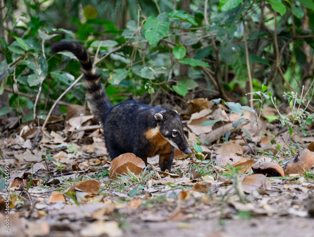 South American Coati foraging on the ground in Pantanal, Brazil