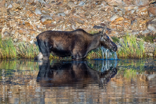 Cow Moose in Pond © Jeffrey