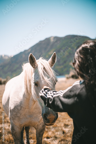 horse in the mountains