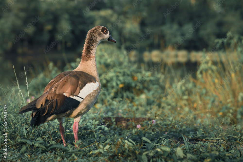beautiful egyptian duck standing by the pond at putrajaya wetlands park malaysia beautiful egyptian duck standing by the pond at putrajaya wetlands park malaysia