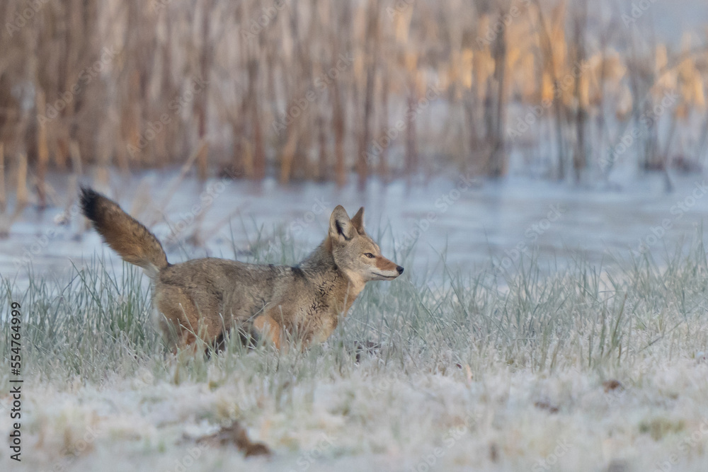 Wild Coyote on a Frosty Winter Morning in Nisqually National Wildlife Refuge Wild Coyote on a Frosty Winter Morning in Nisqually National Wildlife Refuge