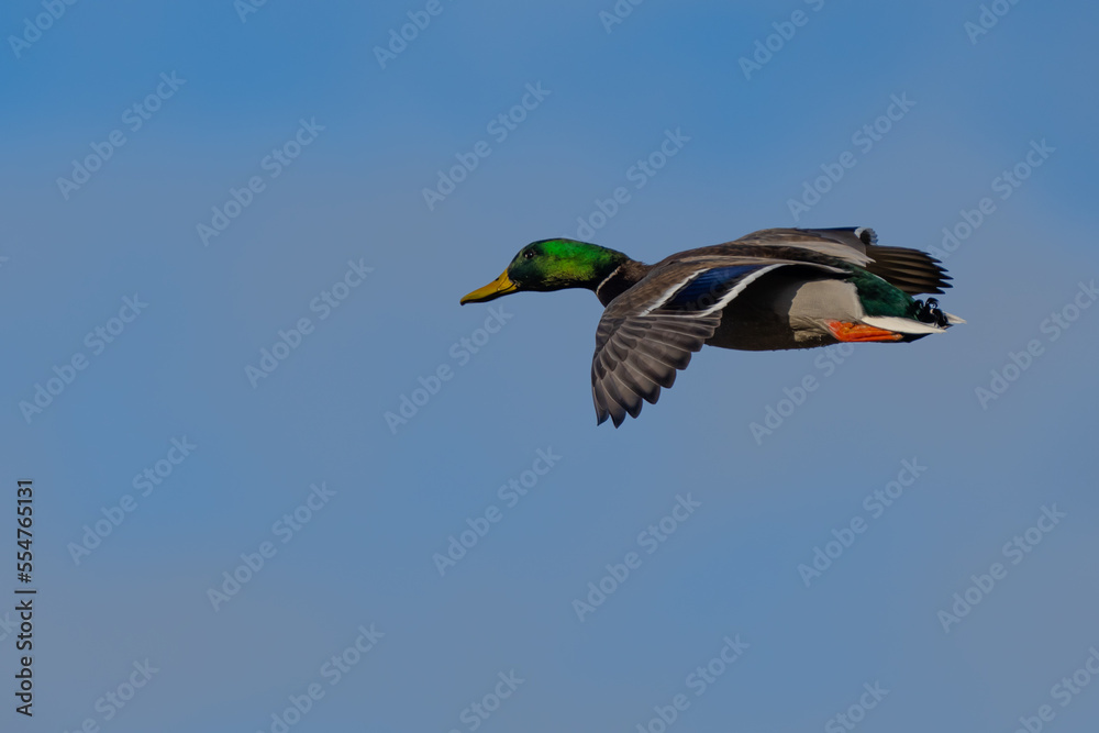 Obraz premium Mallards in Flight at Nisqually National Wildlife Refuge