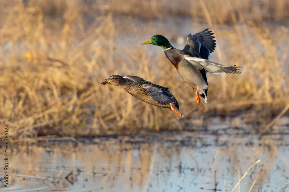 Obraz premium Mallards in Flight at Nisqually National Wildlife Refuge