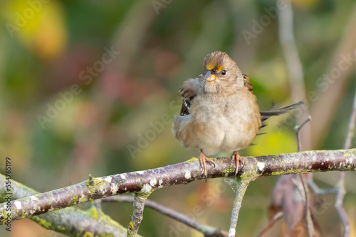 Golden-Crowned Sparrow Alert for Danger
