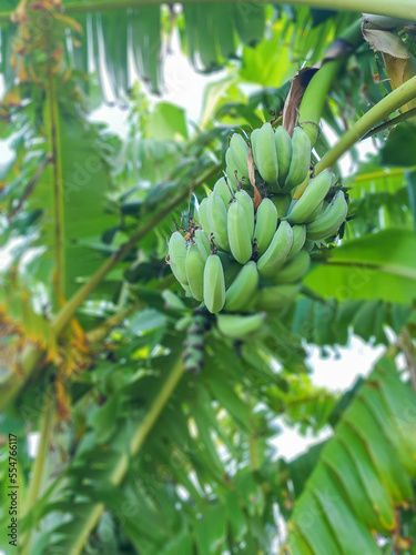 Gomegrown banana tree - bunch of bananas