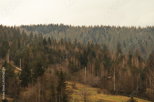 Pine forest in the Carpathian mountains on an autumn day