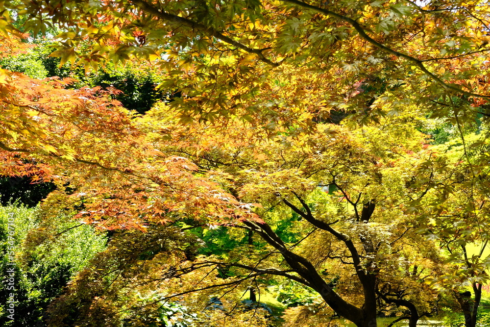 Orange yellow leaves trees Botanical Garden of Villa Carlotta Orange yellow leaves trees Botanical Garden of Villa Carlotta