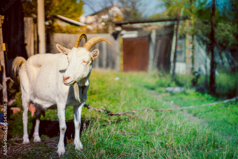 An adult white-colored goat in a close-up grazes on a leash on the street against a blurred background