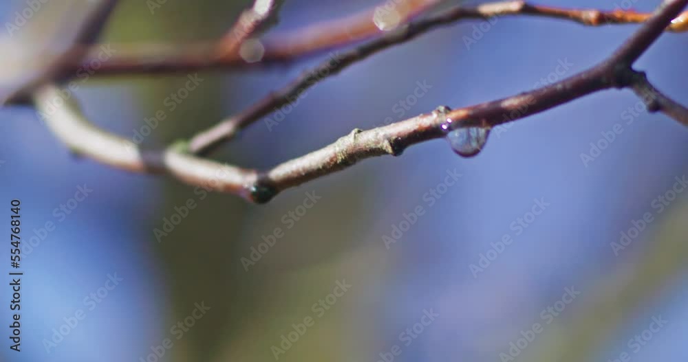 Close up shot of a drop of water hanging on a branch. Trees reflecting in the drop of water. Parallax camera move with shallow depth of field. Close up shot of a drop of water hanging on a branch. Trees reflecting in the drop of water. Parallax camera move with shallow depth of field.