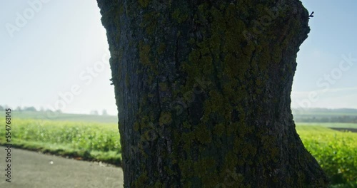 Close up shot of a single tree growing near a yellow blooming white mustard field. Camera slides to the left, sun hitting the lens. A lot of green dosh growing on the tree. photo