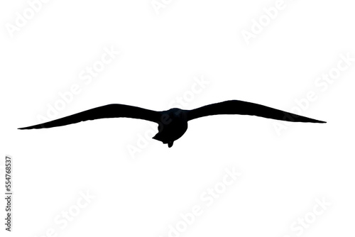 Silhouette of bird flying on transparent background.