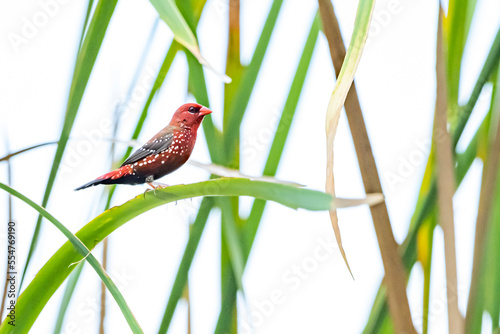 The Red Avadavat on a branch in nature